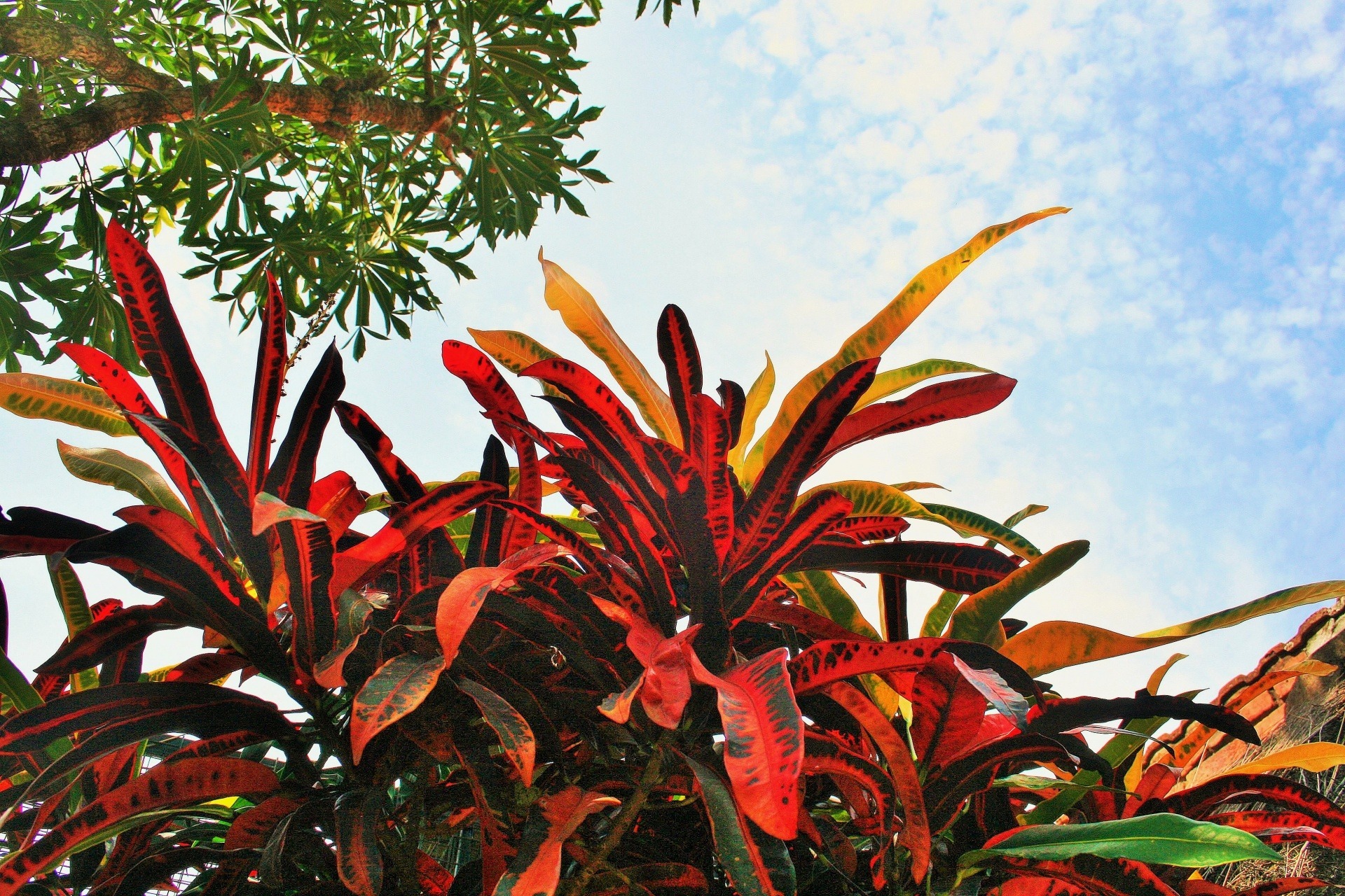 Crotons-to-grow-in-pots