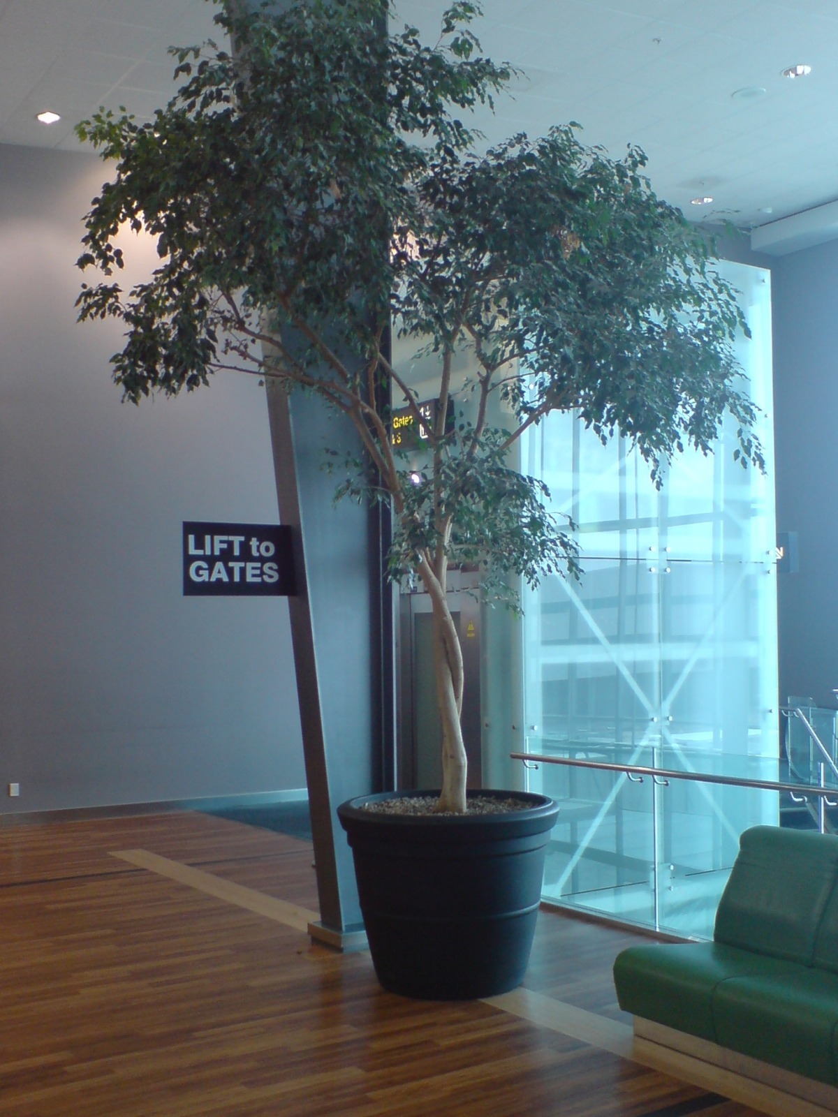 Gigantic_Potted_Tree_Auckland_Airport