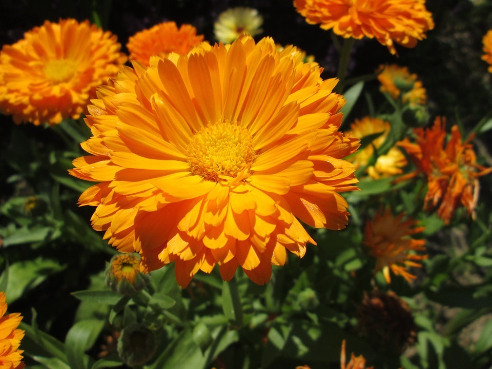 Marigold-to-grow-in-pots
