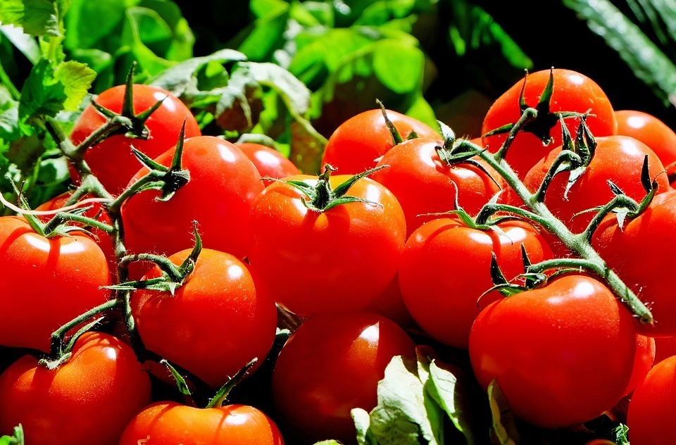 Tomatoes-to-grow-in-pots